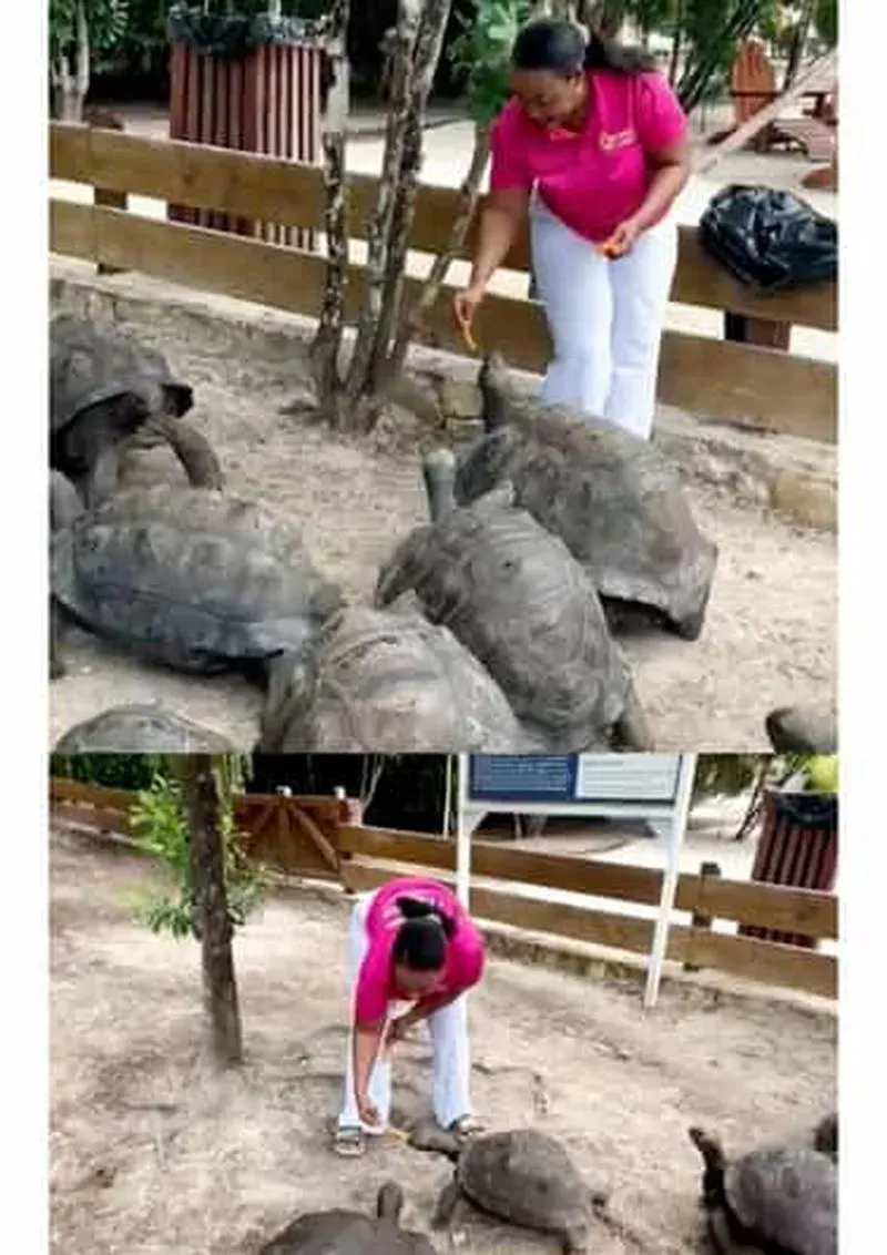 John's Laviscount Island Giant Tortoises and Long Bay Beach
