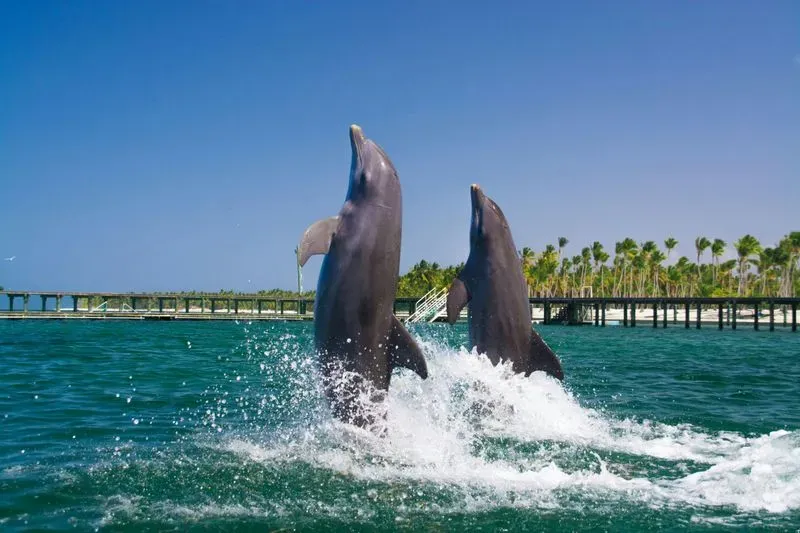 Swimming with Dolphins in Punta Cana