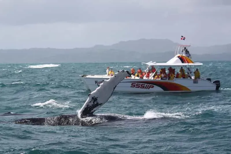 Samana: Whale watching and full-day tour of Cayo Levantado