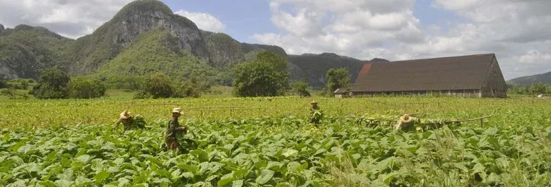 Excursion to the Viñales caves

Enjoy the surroundings of Viñales to discover the caves of the Sierra de los Órganos. You will explore the region aboard a classic car and visit unique places in Cuba. Itinerary: We will meet at the agreed time and board a classic American car to begin our visit to Cuba's most famous caves. We will head west of Viñales to reach our first destination: the Great Cavern of Santo Tomás (entry not included), the island's main cave network and the second largest on the American continent. With 46 kilometers of length, this place offers extraordinary stalactite and stalagmite formations. Then, we will return to the car to go to the Palenque de los Cimarrones (entry not included), a living museum that illustrates the history of Afro-Americans in this region. We will finish our excursion with the Cueva del Indio (Indian Cave). We will explore its interior and board a boat to continue our adventure, discovering rock paintings and archaeological remains of pre-Columbian Cuban cultures. After this day, we will return to Viñales by car. Important: Children under 16 must always be accompanied by an adult. During the excursion, a drink will be offered to you at one of the stops.