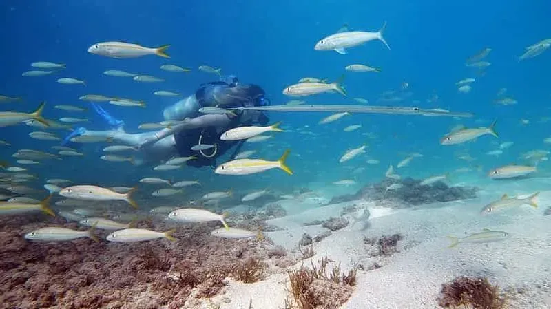 San Juan: Beginner scuba diving tour with turtles and videos