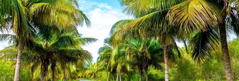 Transfer to Cayo Jutías