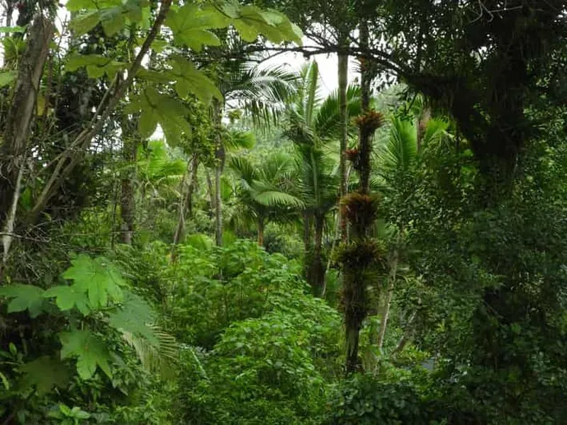 El Yunque tropical rainforest walk and Luquillo beach