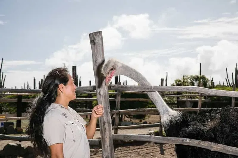Paradera: Aruba Ostrich Farm Entrance with Tour and Lunch