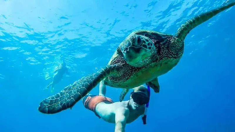 San Juan: Beginner Snorkeling Tour with Turtles and Videos