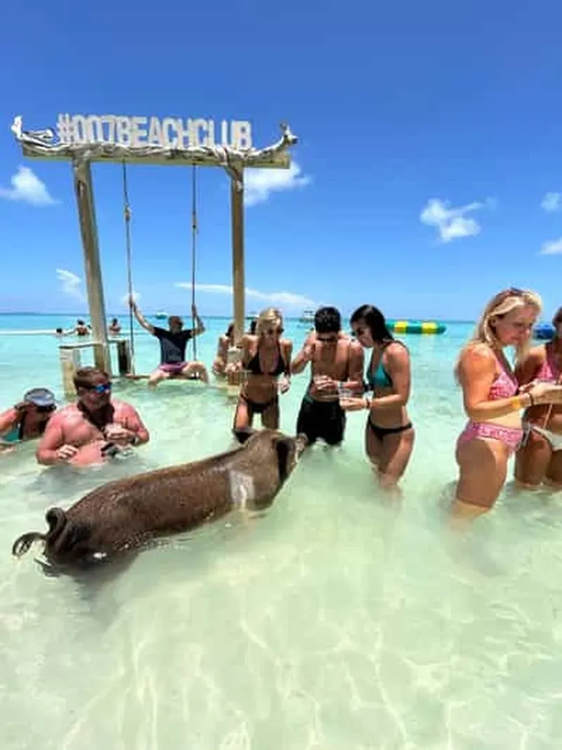 Nassau: Pigs, snorkeling, turtles, lunch, private beach club