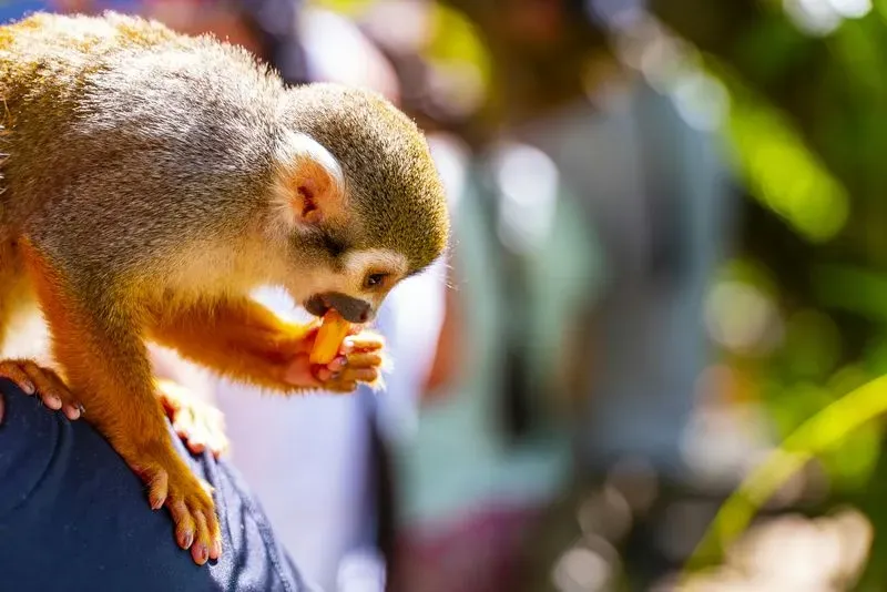 Adventure packages at Monkeyland park