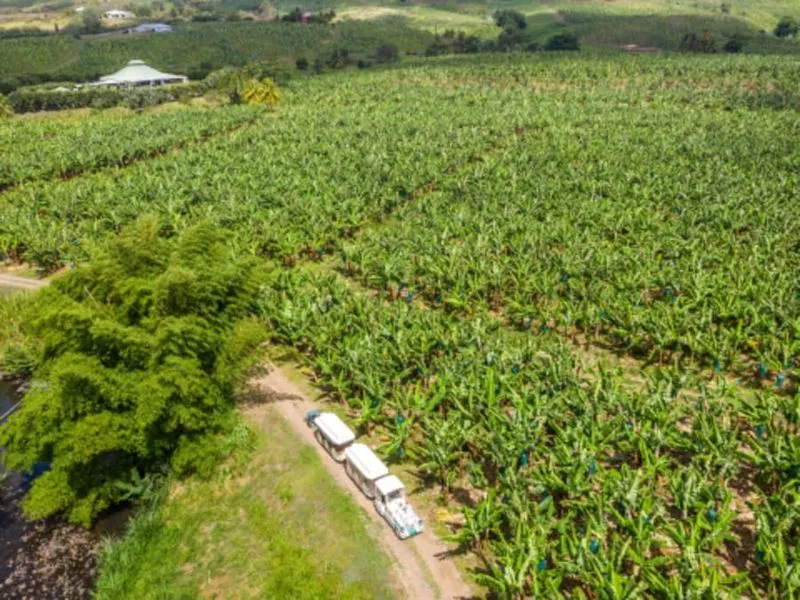 Banana plantation tour by mini-train in Martinique (97)