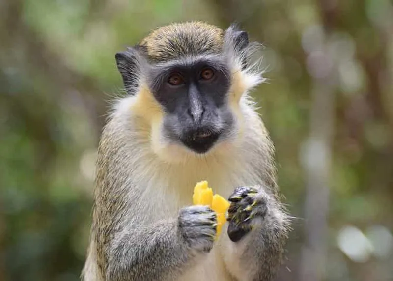 Bridgetown: Wildlife Reserve and Narrated Cruise in Carlisle Bay