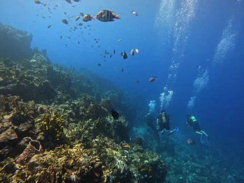 Cousteau Reserve: Scuba Diving and Freediving