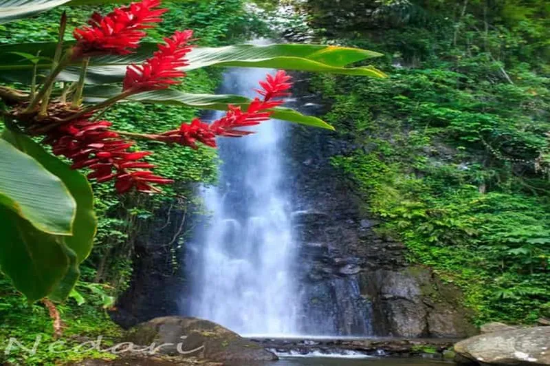 Dark View Falls Tour with Trubb Taxi Tours SVG - experience in Saint Vincent and the Grenadines