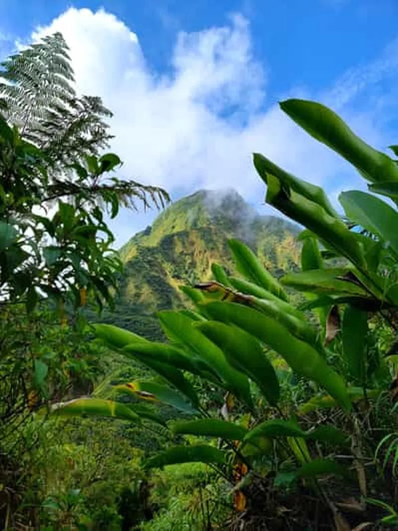 Dominica: Hike to the Boiling Lake! - experience in Roseau, Dominica