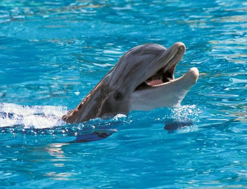 Exclusive Excursion to Dolphin Cove Ocho Rios
