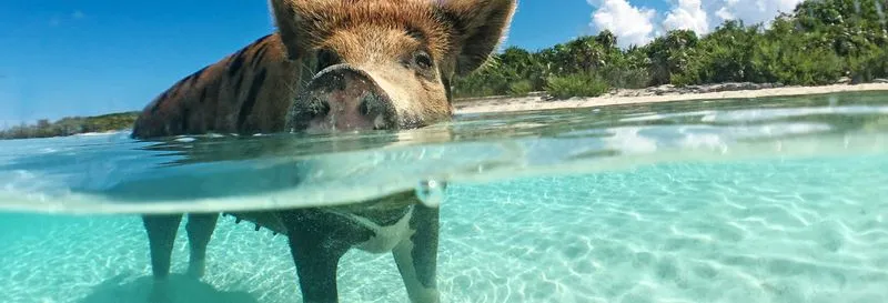 Excursion to Pig Island