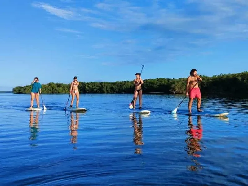 Guadeloupe: Stand-Up Paddle Experience in the Mangrove