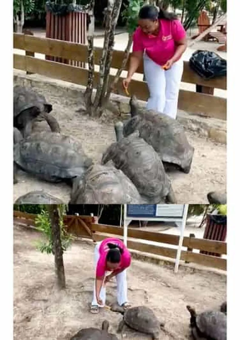 John's Laviscount Island Giant Tortoises and Long Bay Beach