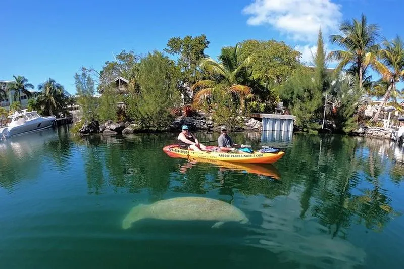 Mangroves and Manatees - Guided Eco Kayak Tour