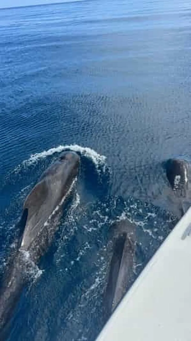 Martinique: Dolphin watching and snorkeling with turtles excursion