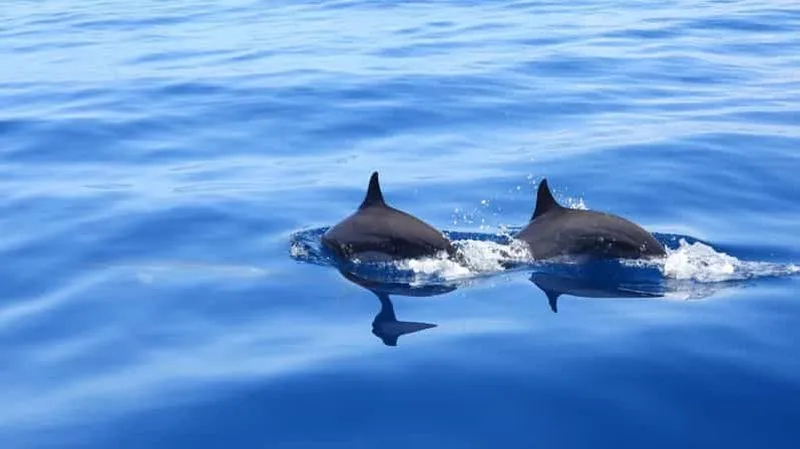 Martinique: dolphin watching and snorkeling - experience in Fort-de-France, France