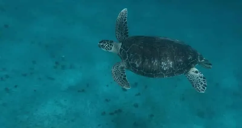 Martinique – Special cruise passengers excursion: southern beaches & snorkeling