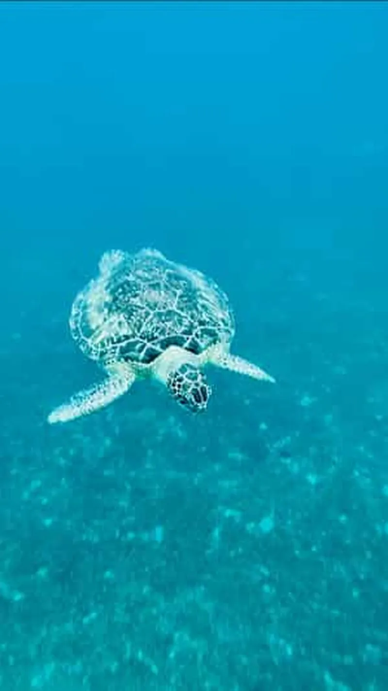 Martinique: turtle and coral cove afternoon