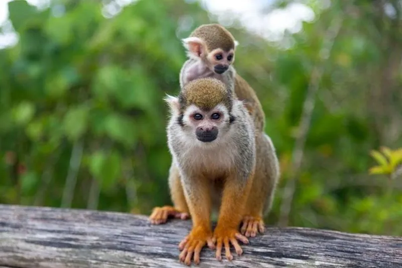 Monkeyland Tour in Punta Cana