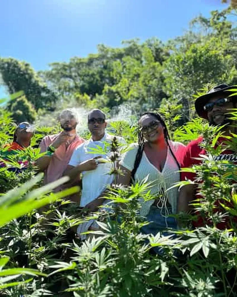 Montego Bay: Private Marijuana Farm Tour with Transport