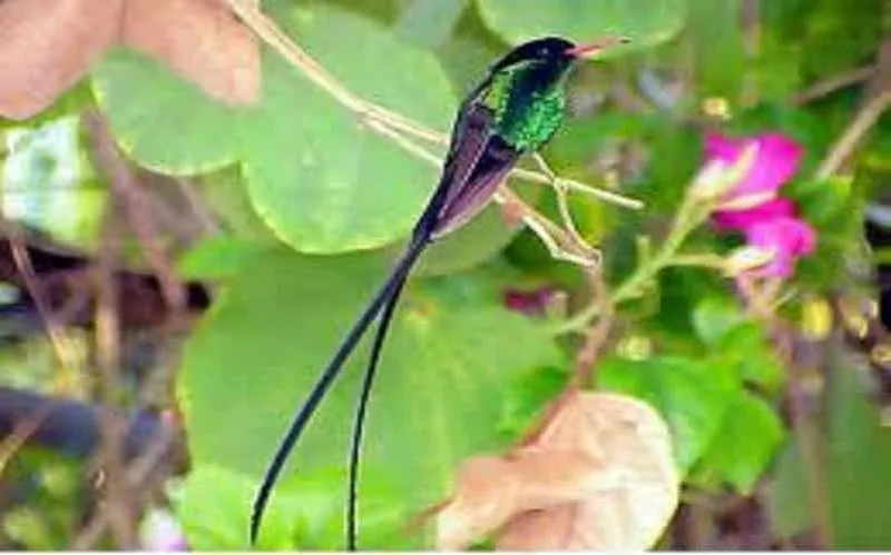 Montego Bay: Private Tour of Rocklands Bird Sanctuary