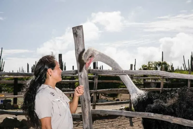 Paradera: Aruba Ostrich Farm Entrance with Tour and Lunch - experience in Aruba
