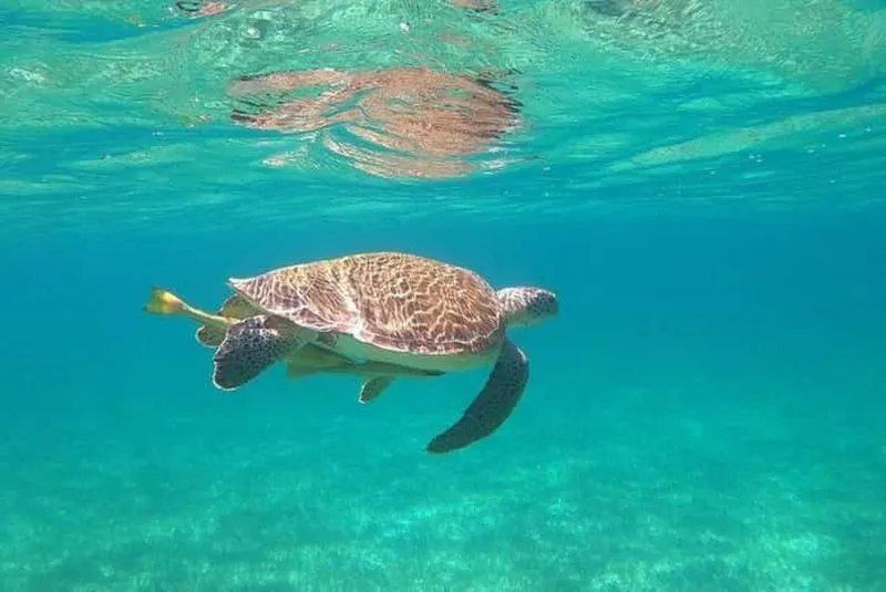 Rose Island Adventure: Turtles, Swimming and Snorkeling