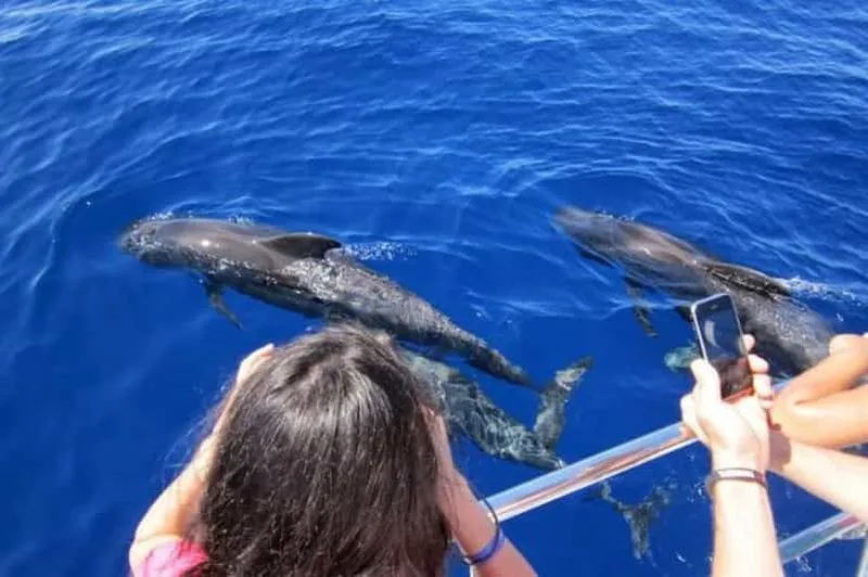 Roseau: Whale and Dolphin Watching Guided Tour with Drinks - experience in Roseau, Dominica