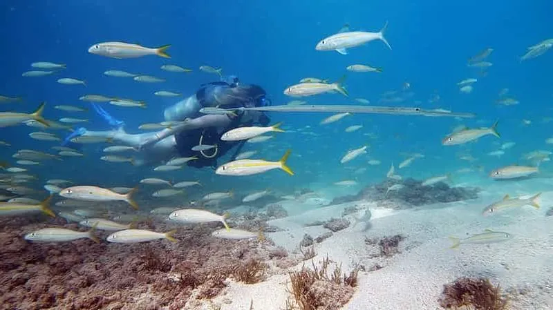 San Juan: Beginner scuba diving tour with turtles and videos - experience in Puerto Rico