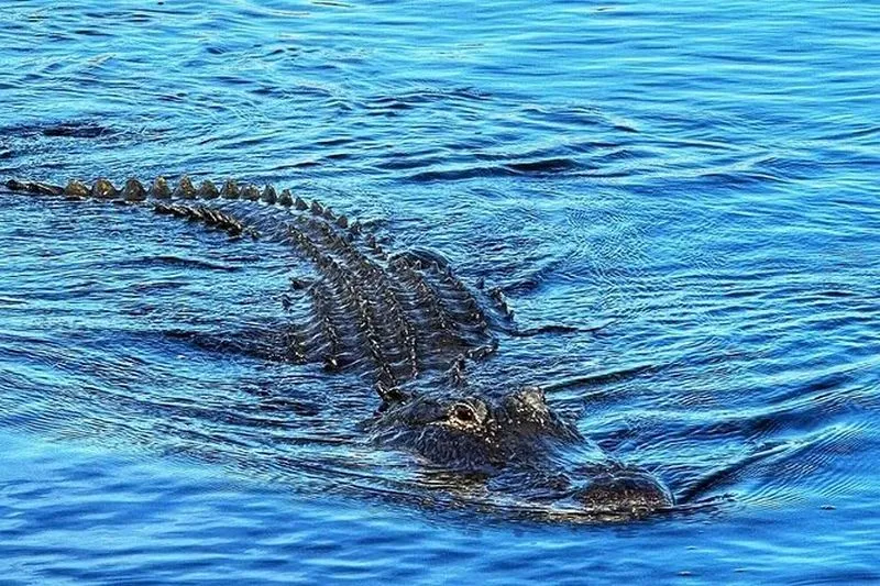 Small Group Everglades Tour from Miami with Transport