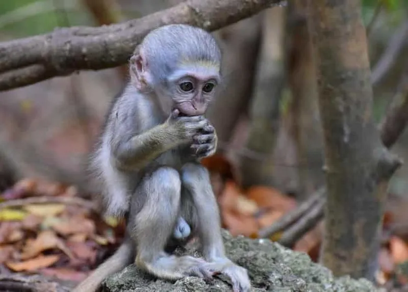 St. Peter: Monkey Feeding at the Barbados Wildlife Reserve