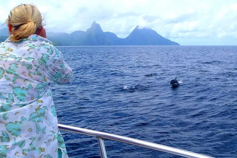 Whale Watching Cruise in Castries - experience in Castries, St. Lucia