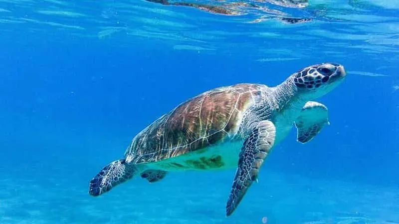Willemstad: The 3 Most Beautiful Beaches of Curaçao and Swimming with Turtles