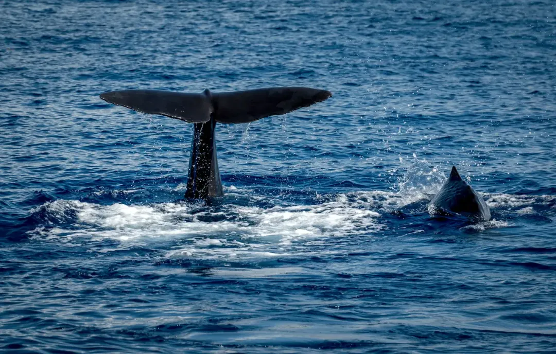 Dominica - scenic view 5 of the Caribbean island
