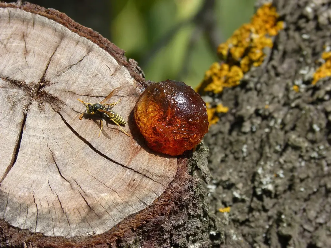 Saba - scenic view 1 of the Caribbean island