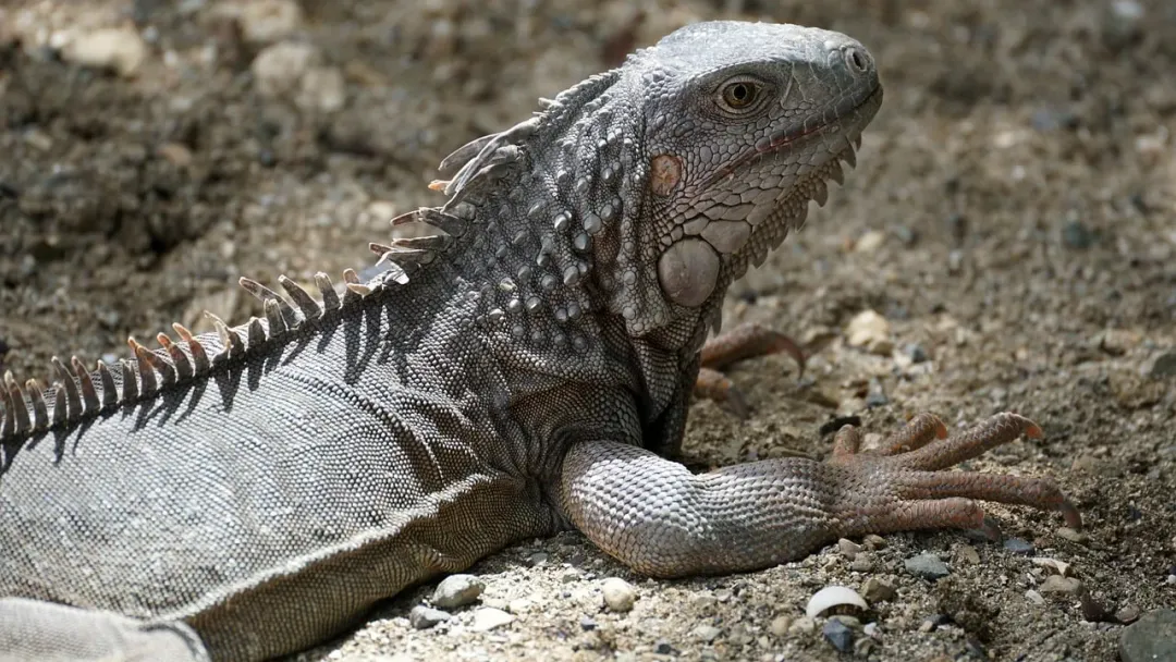 St. Croix - scenic view 2 of the Caribbean island